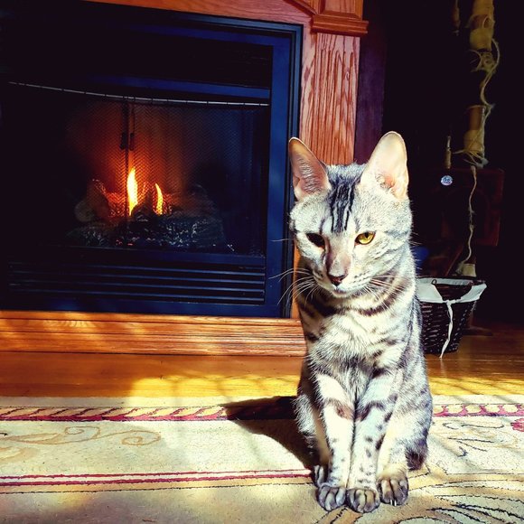 Meet your Posher, Posh - Picture 3 of 6